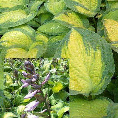 Hosta Paul's Glory - Bakker