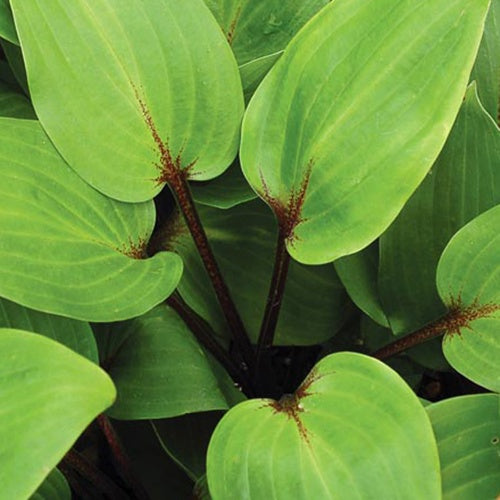 Bakker - Hosta Purple Heart - Hosta purple heart - Plantes d'extérieur