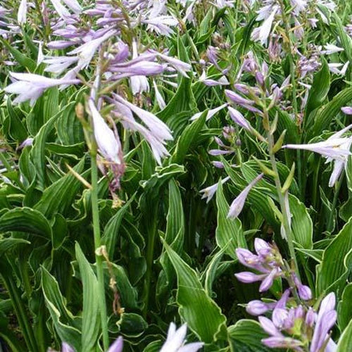 Hosta Praying Hands - Bakker