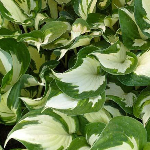 Hosta Reversed Patriot - Bakker