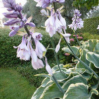 Bakker - Hosta Sagae - Hosta hybride sagae (fluctuans variegated) co 3 - Plantes d'extérieur