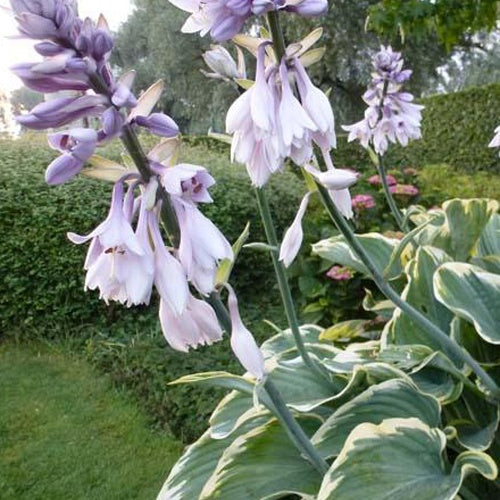 Hosta Sagae - Bakker