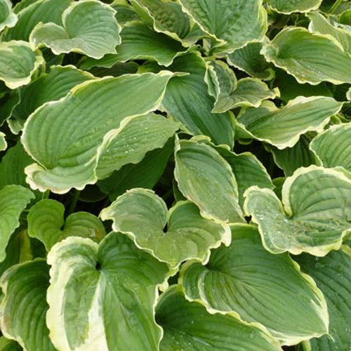 Bakker - Hosta Spring Fling - Hosta spring fling - Plantes d'extérieur