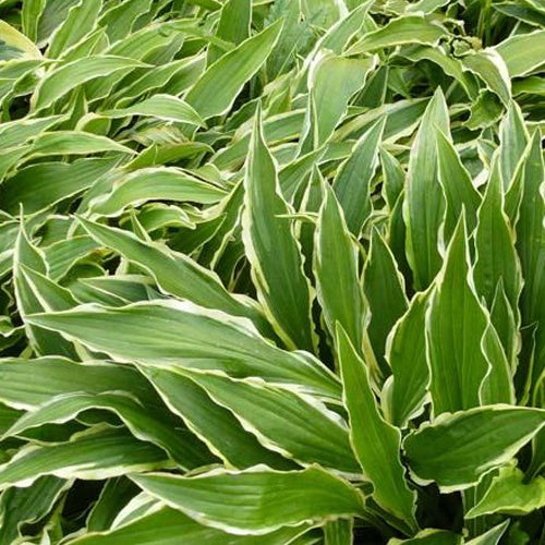 Bakker - Hosta Stiletto - Hosta hybride stiletto - Plantes d'extérieur