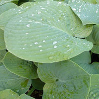 Bakker - Hosta True Blue - Hosta true blue - Plantes d'extérieur