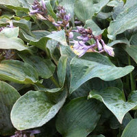 Bakker - Hosta Winfield Blue - Hosta hybride winfield blue - Arbustes et vivaces