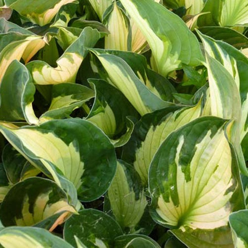 Hosta Whirlwind - Bakker