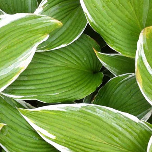 Hosta White On - Bakker