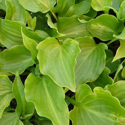 Hosta Invincible - Bakker