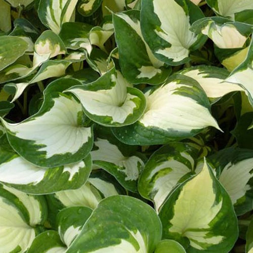 Hosta Reversed - Bakker