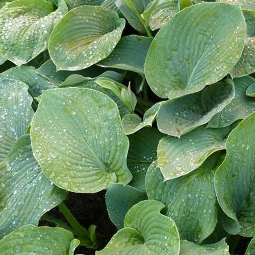 Bakker - Hosta  sieboldiana Elegans - Hosta sieboldiana elegans - Plantes d'extérieur