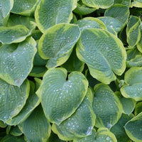 Bakker - Hosta Frances Williams à marge jaune - Hosta sieboldiana frances williams - Plantes d'extérieur