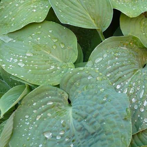Hosta de Siebold - Bakker