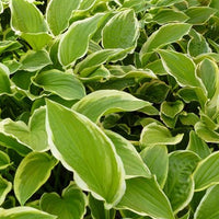 Bakker - Hosta So Sweet - Hosta so sweet - Plantes d'extérieur