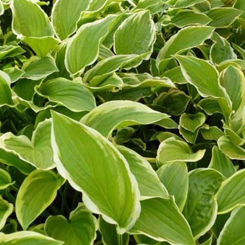 Hosta So Sweet - Bakker