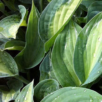 Bakker - Hosta Striptease - Hosta hybride striptease - Plantes d'extérieur