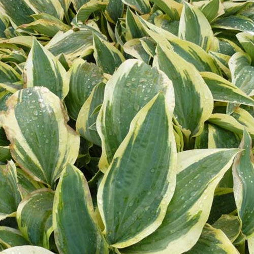 Hosta Wolverine - Bakker