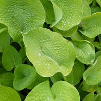 Bakker - Hosta Zounds - Hosta zounds - Plantes d'extérieur