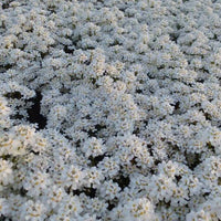 3 Corbeilles d'argent Fischbeck - Iberis - Bakker