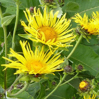 Bakker - 3 Grandes Camomilles - Inula helenium - Plantes d'extérieur