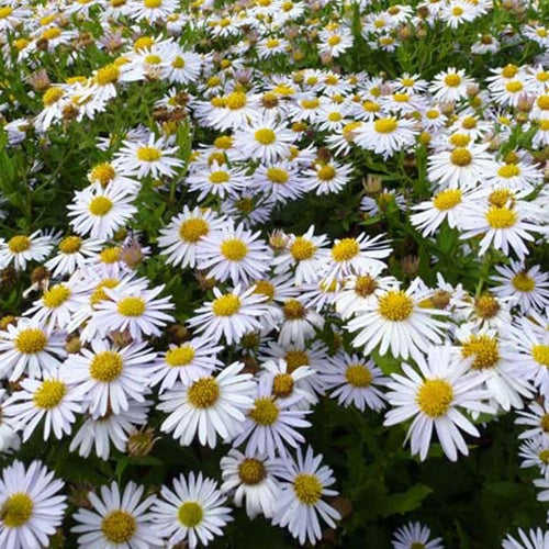 Kaliméris japonais Madiva - Bakker