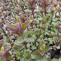 Bakker - 3 Menthes chocolat - Mentha x piperita chocolate - Plantes d'extérieur