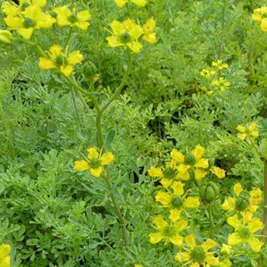 Rue des Jardins - Bakker