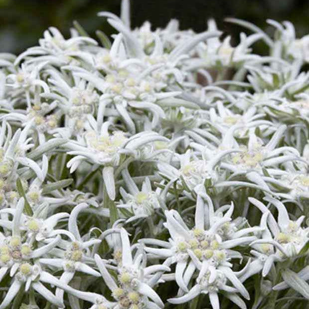 Edelweiss des Alpes Blossom of Snow - Bakker.com | France