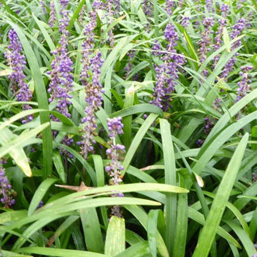 Liriope Evergreen Giant Faux-muscari géant persistant - Bakker