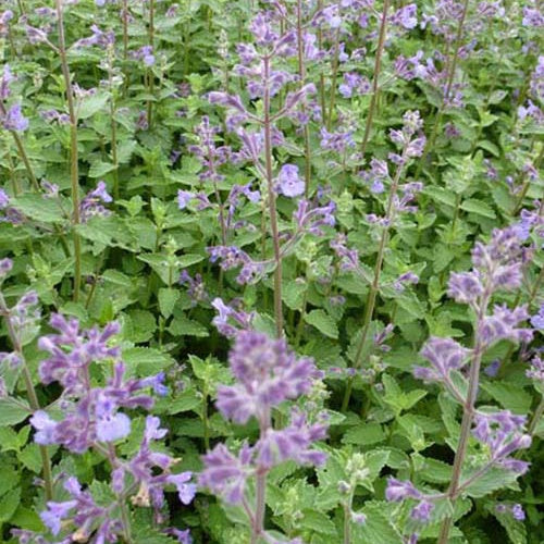 Bakker - Nepeta Junior Walker - Nepeta novanepjun junior walker - Plantes d'extérieur