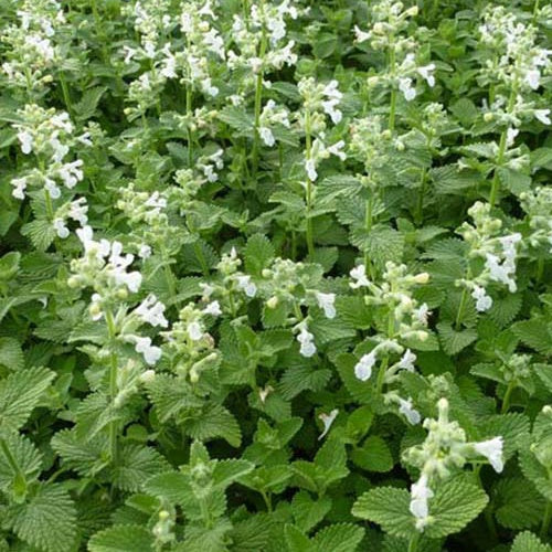 Népéta Snowflake - Menthe des chats Snowflake - Chataire Snowflake - Nepeta racemosa snowflake - Bakker