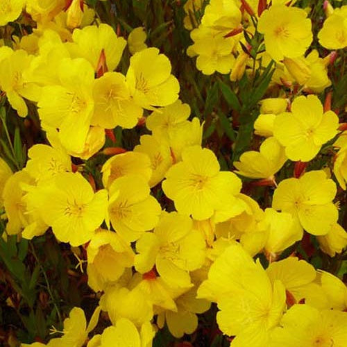 Bakker - Oenothère Sonnenwende - Onagre - Oenothera fruticosa sonnenwende - Arbustes et vivaces