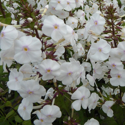 Phlox maculé Schneelawine - Bakker