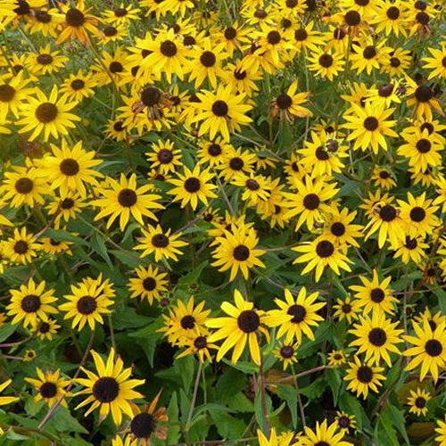 Bakker - Rudbeckia Early Bird Gold - Rudbeckia fulgida dupontrf1 early bird gold - Plantes d'extérieur