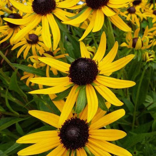 Bakker - Rudbeckia Little Goldstar - Rudbeckia fulgida little goldstar - Plantes d'extérieur