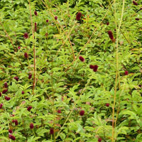 Pimprenelle Cangshan Cranberry - Sanguisorbe - Bakker