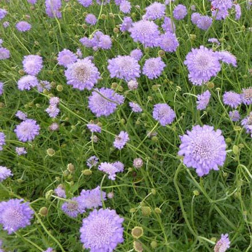 Bakker - Scabieuse colombaire Butterfly Blue - Scabiosa columbaria butterfly blue - Plantes d'extérieur