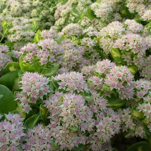 Sedum alboroseum Mediovariegatum - Bakker
