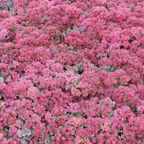 Bakker - 3 Sedum Lidakense - Sedum cauticola lidakense - Plantes d'extérieur