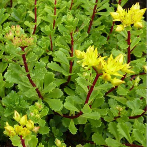 Bakker - 3 Sedum Weihenstephaner - Sedum floriferum weihenstephaner gold - Plantes d'extérieur