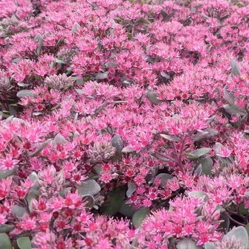 Sedum Bertram Anderson - Bakker