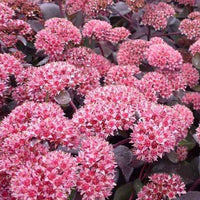 Sedum José Aubergine - Bakker