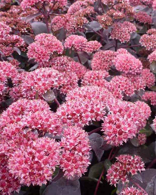 Sedum José Aubergine - Bakker
