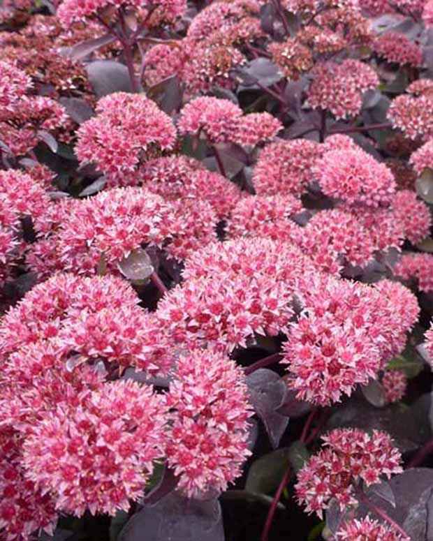 Sedum José Aubergine - Bakker