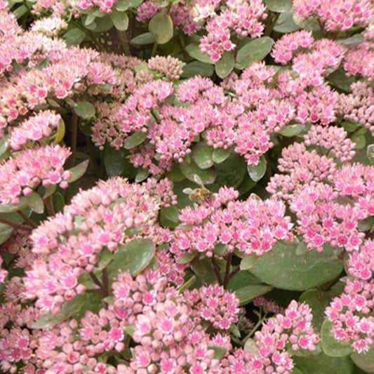 Sedum Matrona - Bakker.com | France