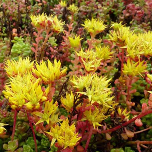 Bakker - 3 Sedum de l'Oregon - Sedum oreganum - Plantes d'extérieur