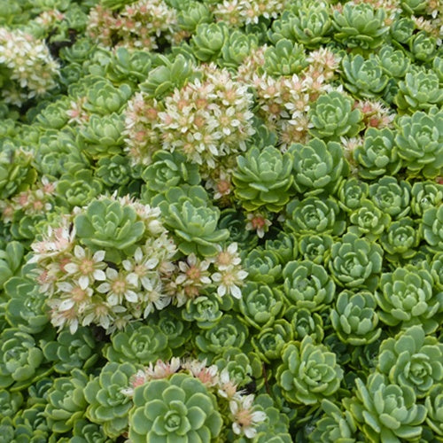 Bakker - 3 Sedum pachyclados - Sedum pachyclados - Plantes d'extérieur