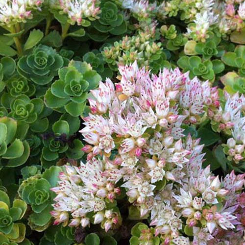 Sedum spurium Album - Bakker