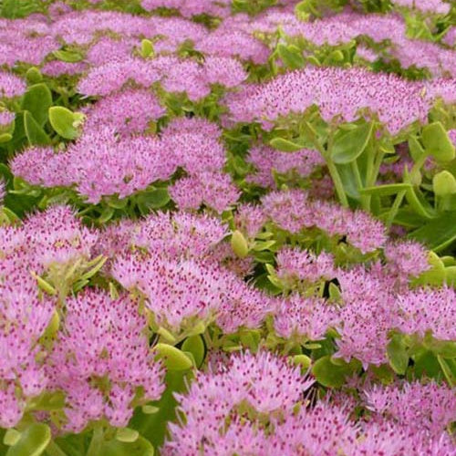 Bakker - 3 Sedum Brillant - Sedum spectabile brilliant ( brilliant group ) - Plantes d'extérieur