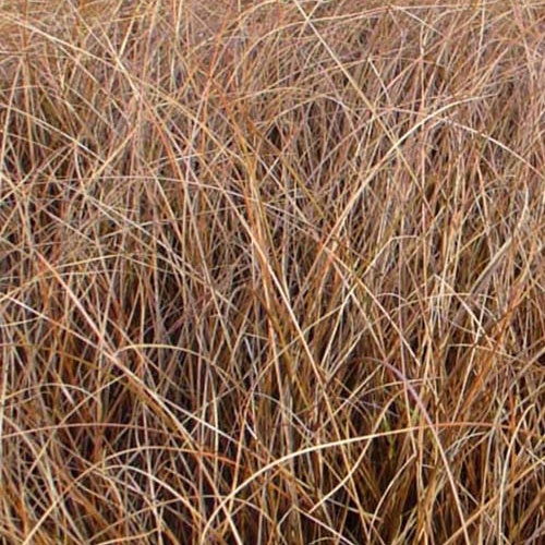 Laîche Milk Chocolate - Carex - Bakker